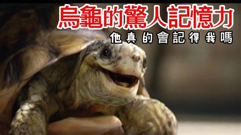 烏龜會笑嗎？